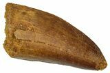 Serrated, Carcharodontosaurus Tooth - Real Dinosaur Tooth #341349-1